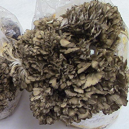 Maitake Kit